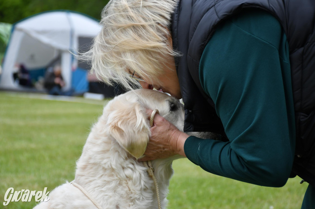 Świerklaniec. Wystawa golden retrieverów