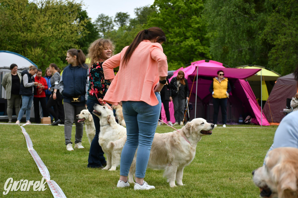 Świerklaniec. Wystawa golden retrieverów