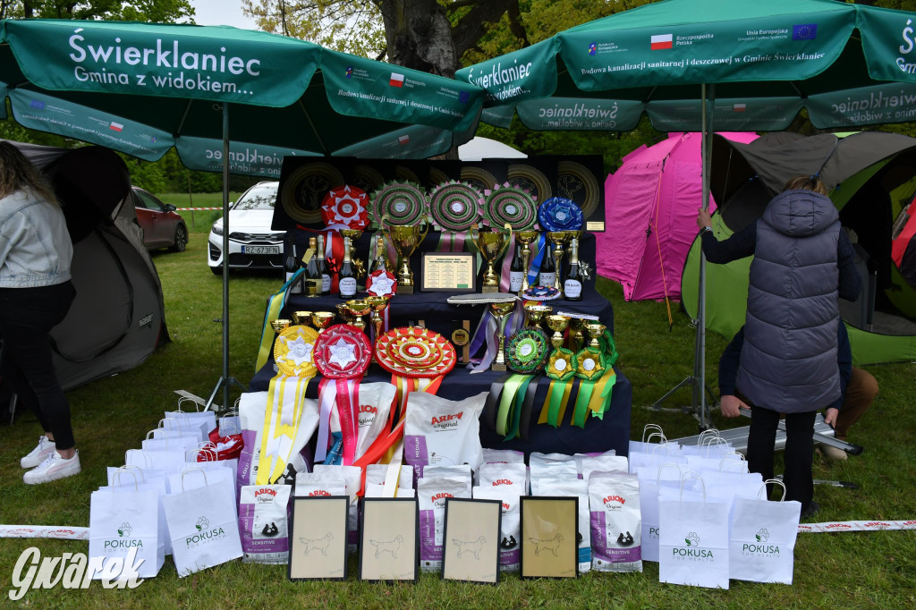 Świerklaniec. Wystawa golden retrieverów