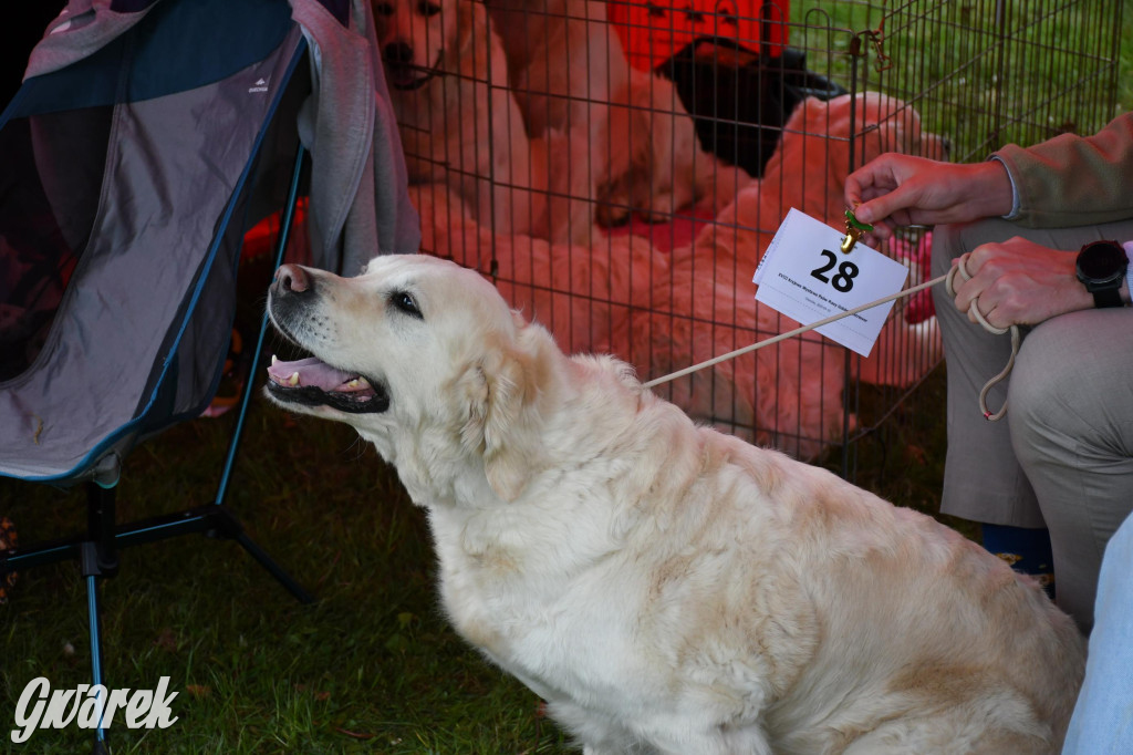 Świerklaniec. Wystawa golden retrieverów