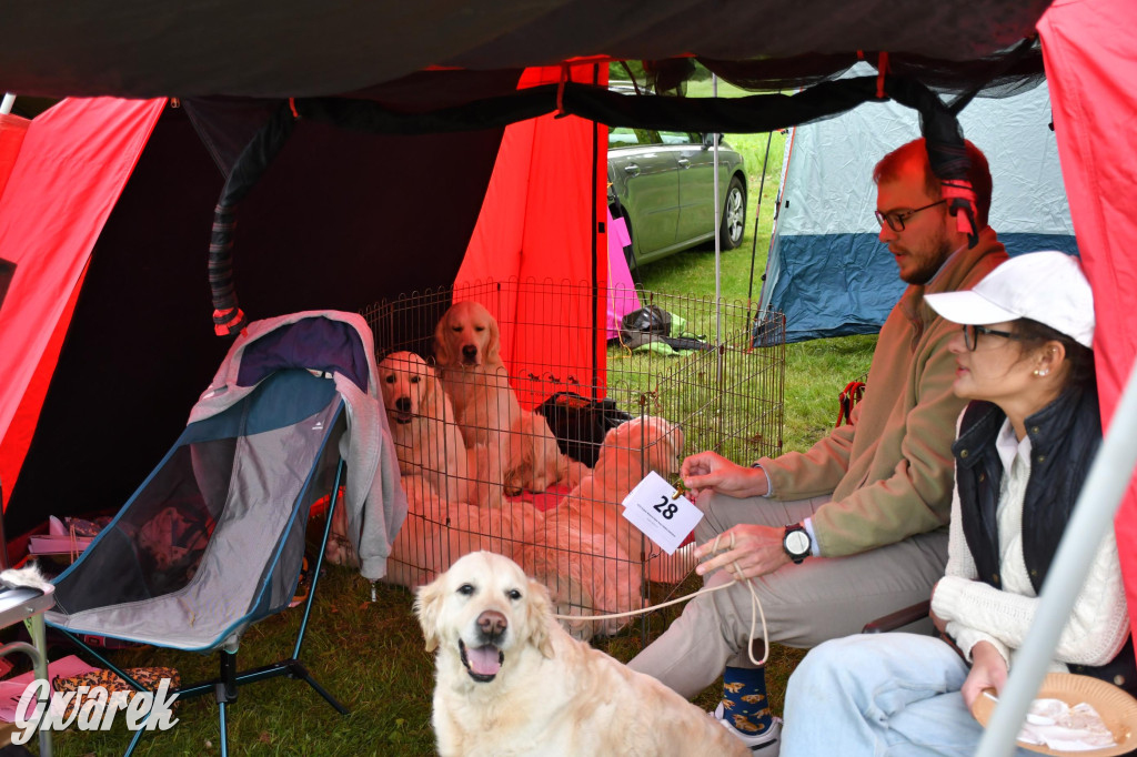 Świerklaniec. Wystawa golden retrieverów