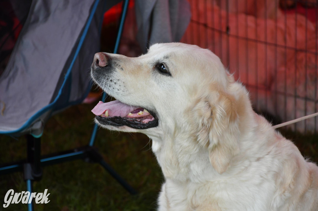 Świerklaniec. Wystawa golden retrieverów