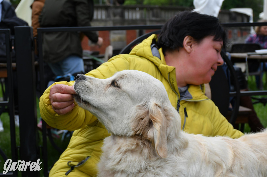 Świerklaniec. Wystawa golden retrieverów
