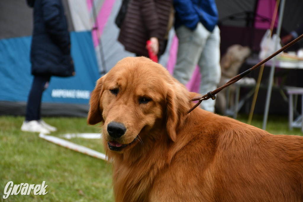 Świerklaniec. Wystawa golden retrieverów