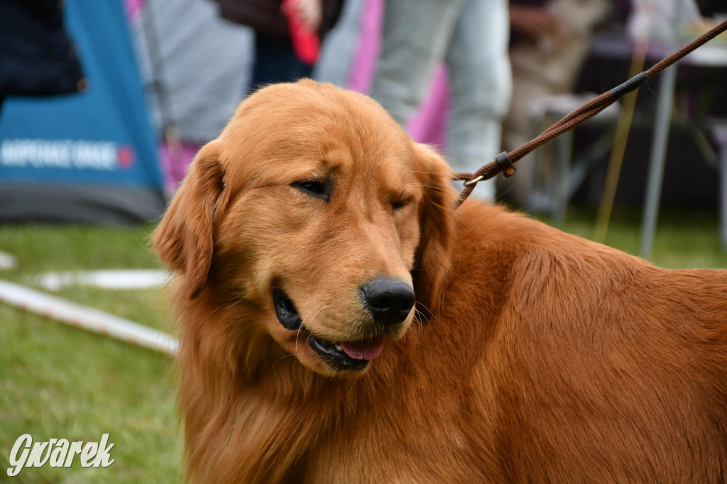 Świerklaniec. Wystawa golden retrieverów
