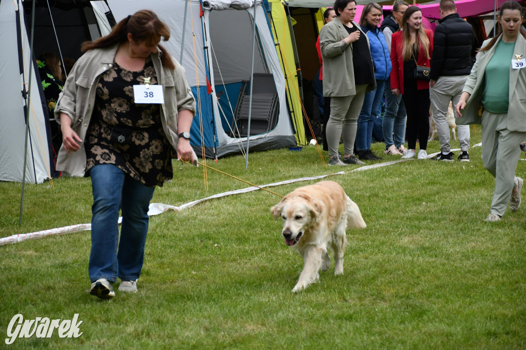 Świerklaniec. Wystawa golden retrieverów