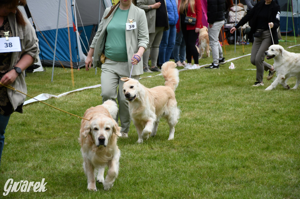 Świerklaniec. Wystawa golden retrieverów