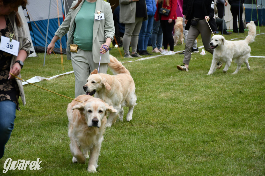 Świerklaniec. Wystawa golden retrieverów