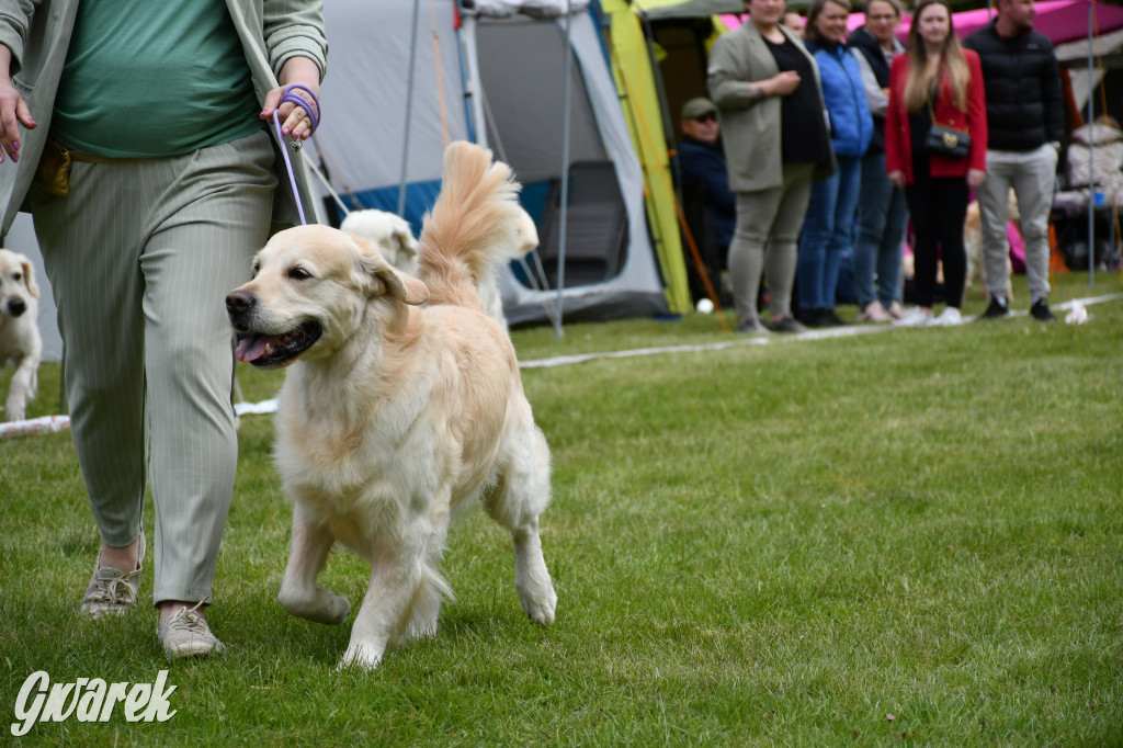 Świerklaniec. Wystawa golden retrieverów