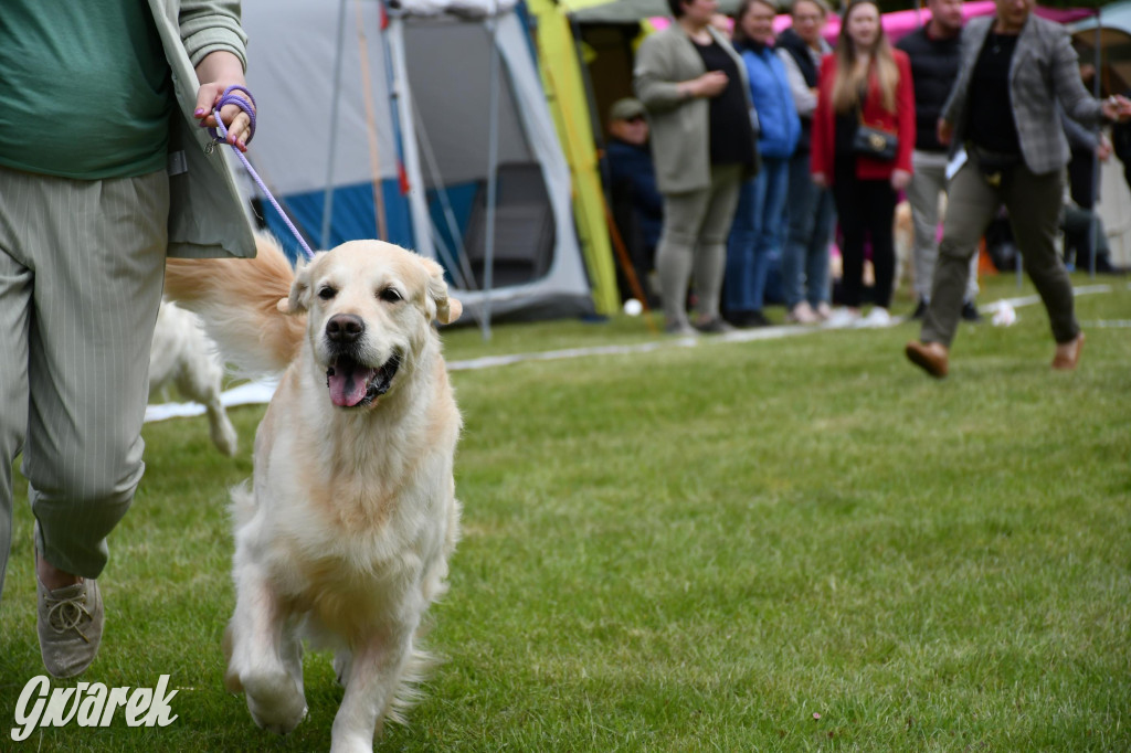 Świerklaniec. Wystawa golden retrieverów