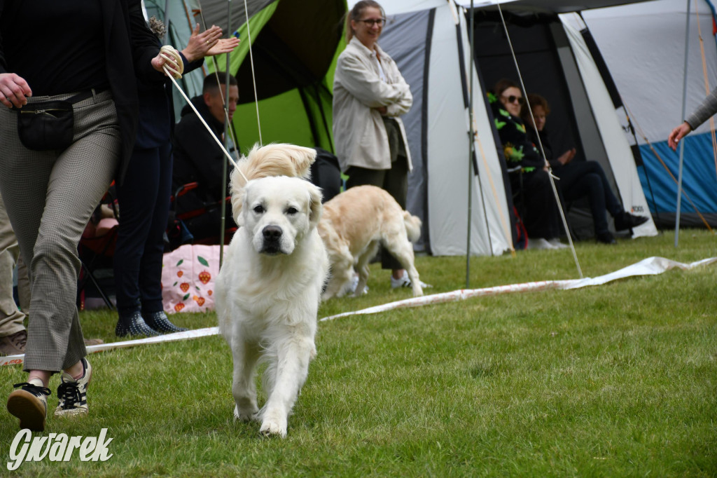 Świerklaniec. Wystawa golden retrieverów