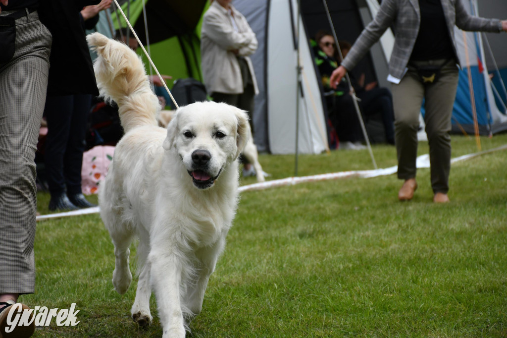 Świerklaniec. Wystawa golden retrieverów