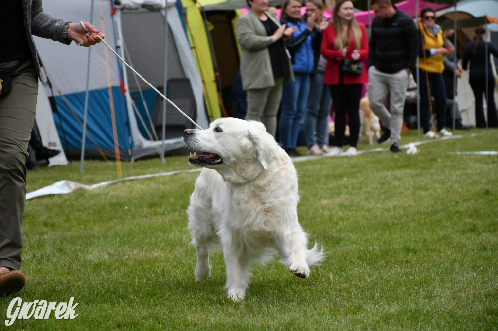 Świerklaniec. Wystawa golden retrieverów