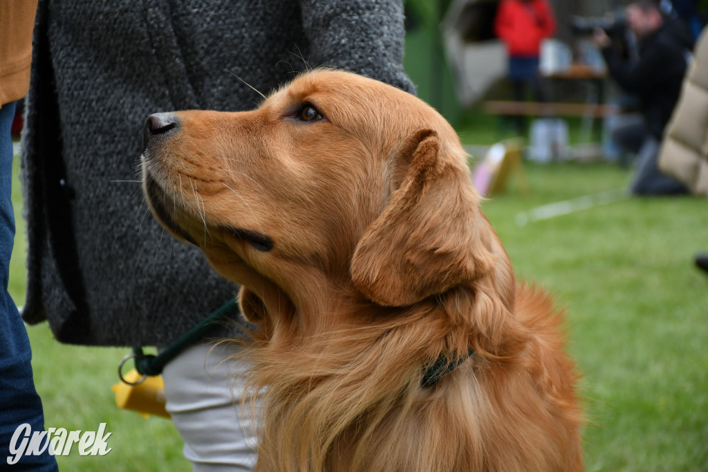 Świerklaniec. Wystawa golden retrieverów