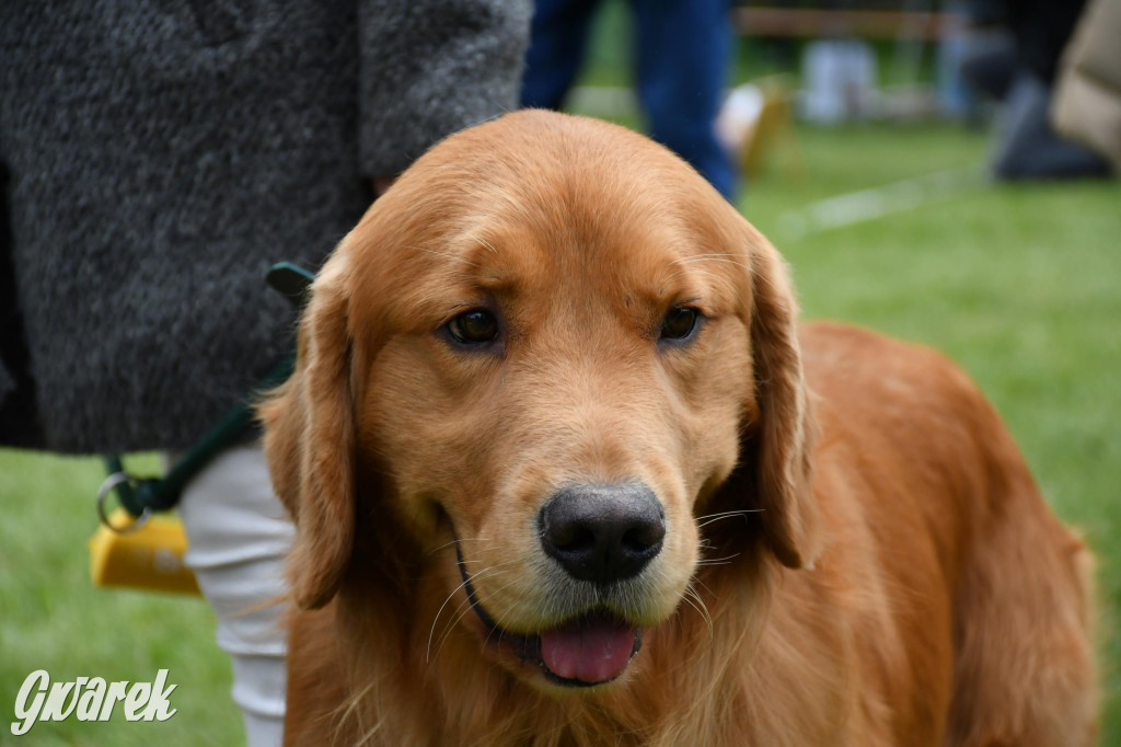 Świerklaniec. Wystawa golden retrieverów