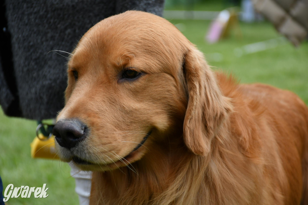 Świerklaniec. Wystawa golden retrieverów