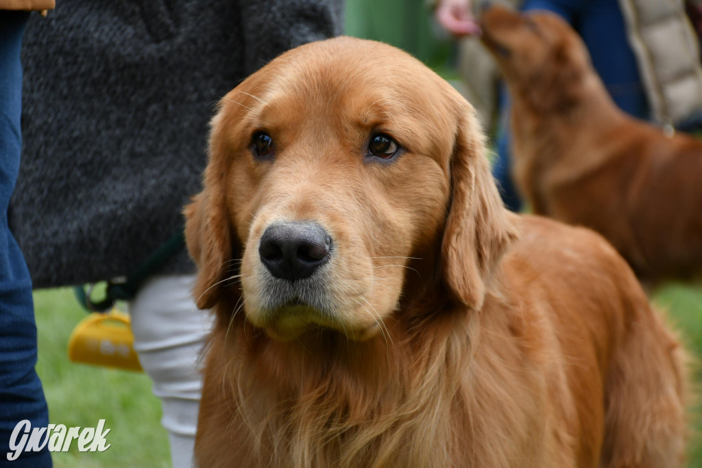 Świerklaniec. Wystawa golden retrieverów