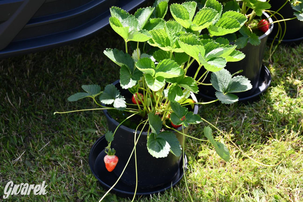 Bieg po Truskawkę - sport, las i owoce w jednym pakiecie