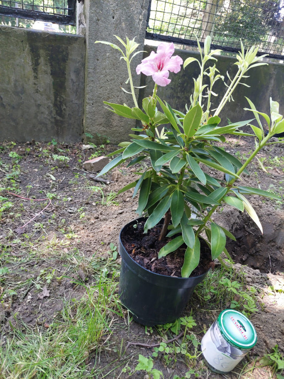Tarnowskie Góry. Rododendrony i kapsuła pamięci
