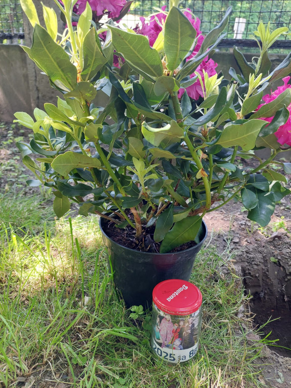 Tarnowskie Góry. Rododendrony i kapsuła pamięci