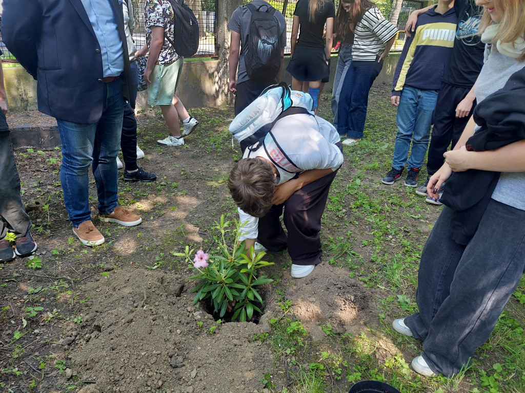 Tarnowskie Góry. Rododendrony i kapsuła pamięci