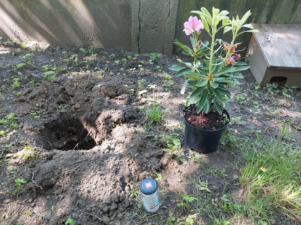 Tarnowskie Góry. Rododendrony i kapsuła pamięci