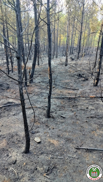 Trudna akcja gaśnicza. W użyciu dromader i śmigłowiec