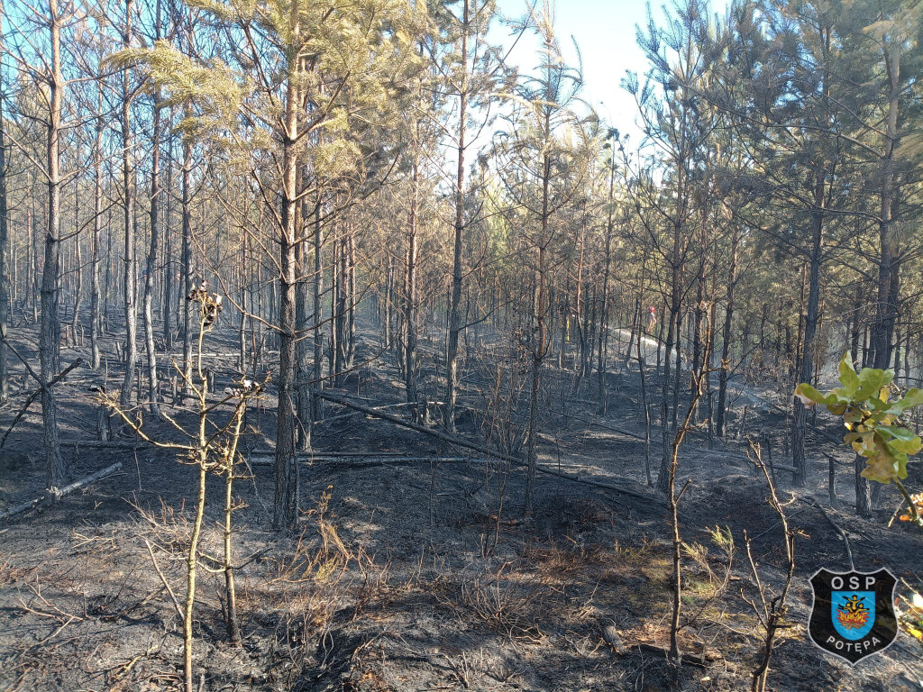 Trudna akcja gaśnicza. W użyciu dromader i śmigłowiec