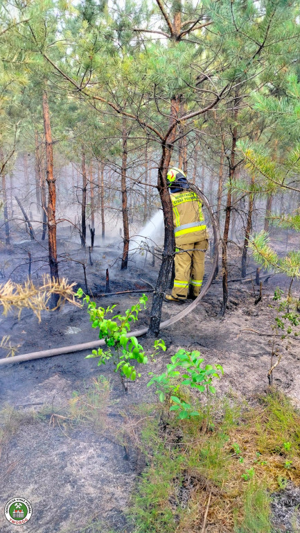Rano w Tworogu wybuchł pożar lasu