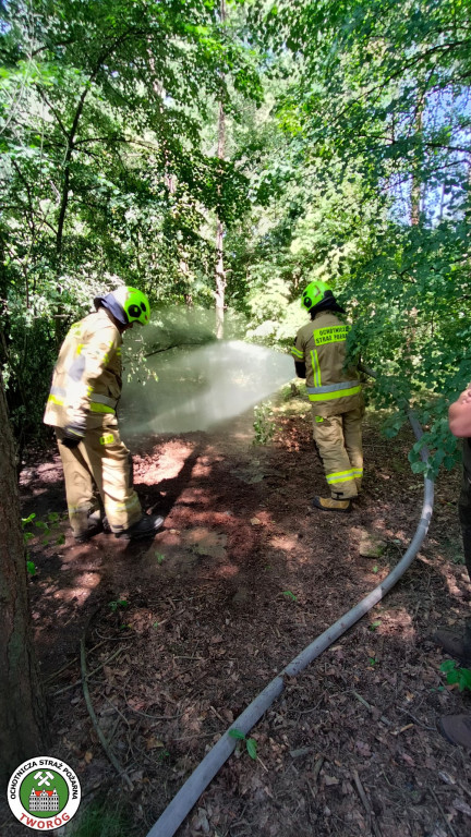 Rano w Tworogu wybuchł pożar lasu