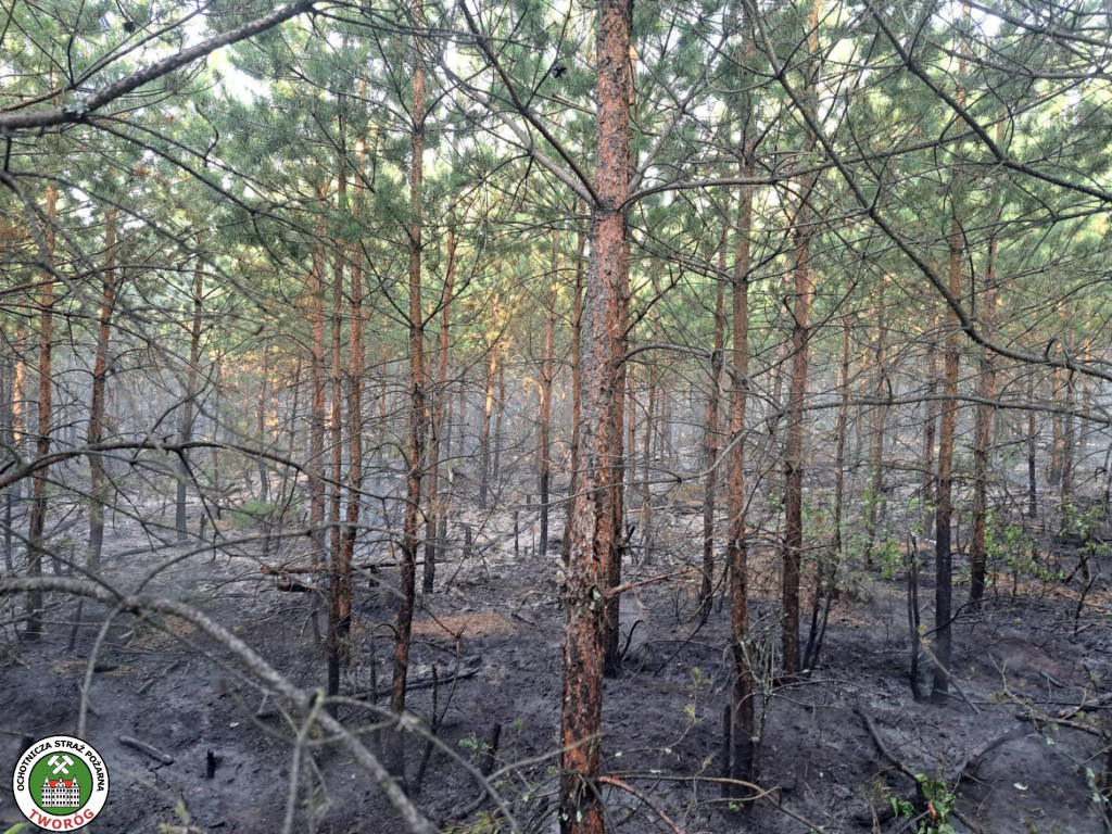 Rano w Tworogu wybuchł pożar lasu