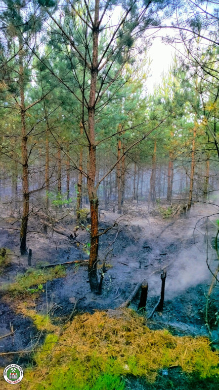 Rano w Tworogu wybuchł pożar lasu