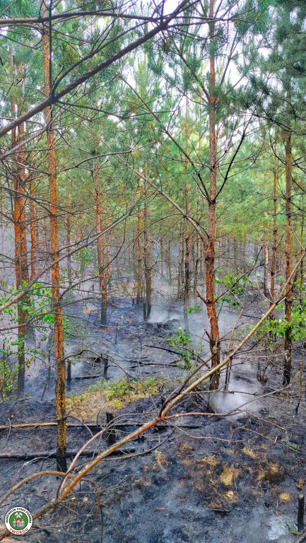Rano w Tworogu wybuchł pożar lasu