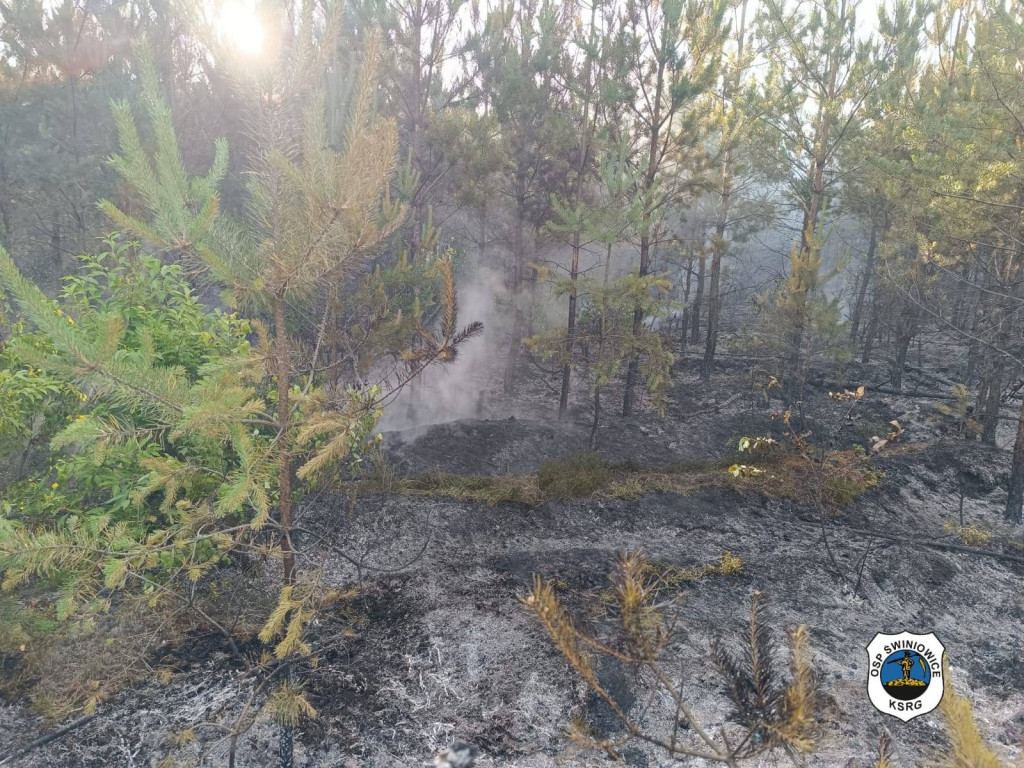 Rano w Tworogu wybuchł pożar lasu