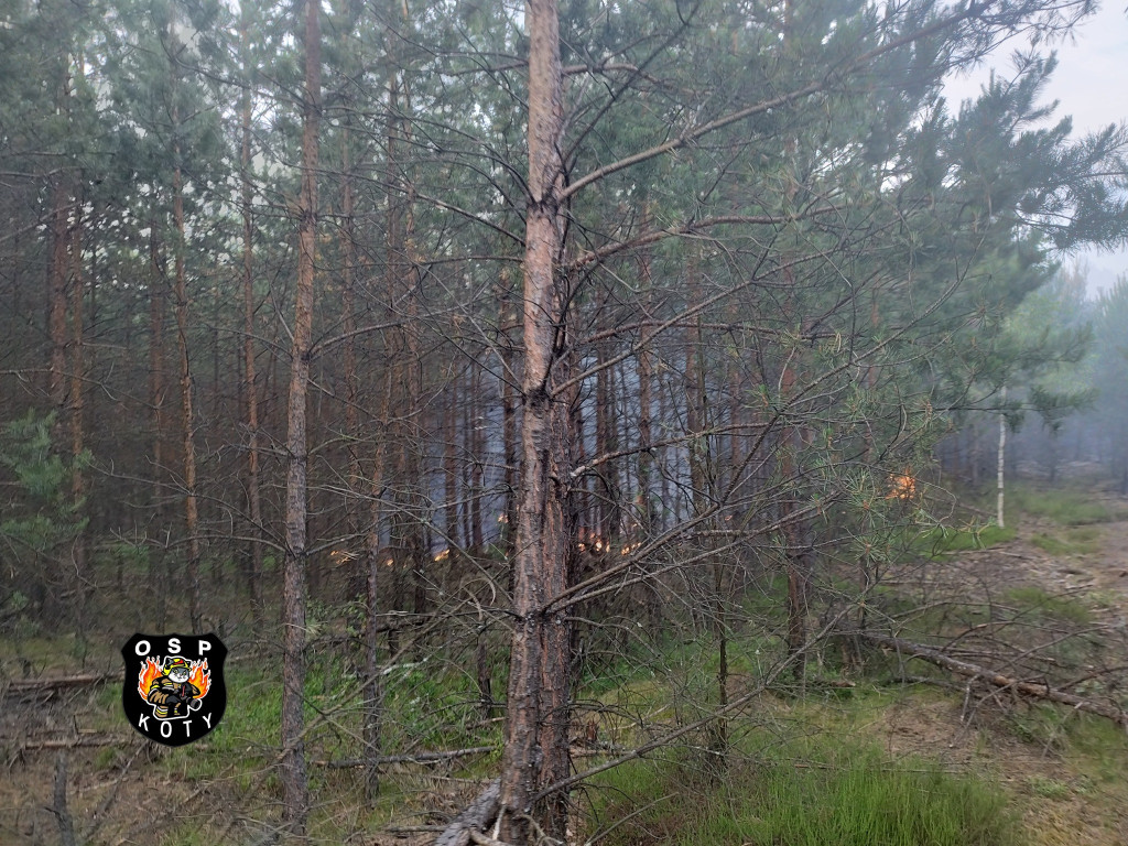 Rano w Tworogu wybuchł pożar lasu