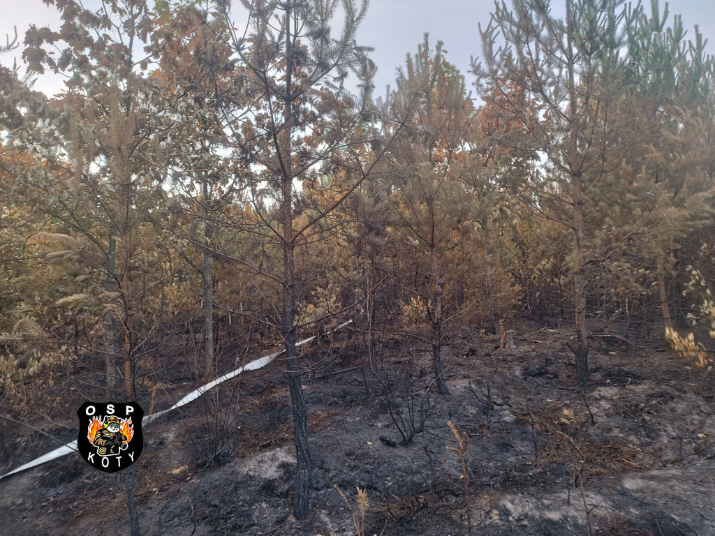 Rano w Tworogu wybuchł pożar lasu