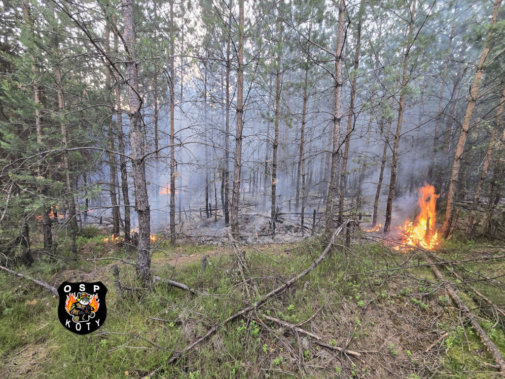 Rano w Tworogu wybuchł pożar lasu