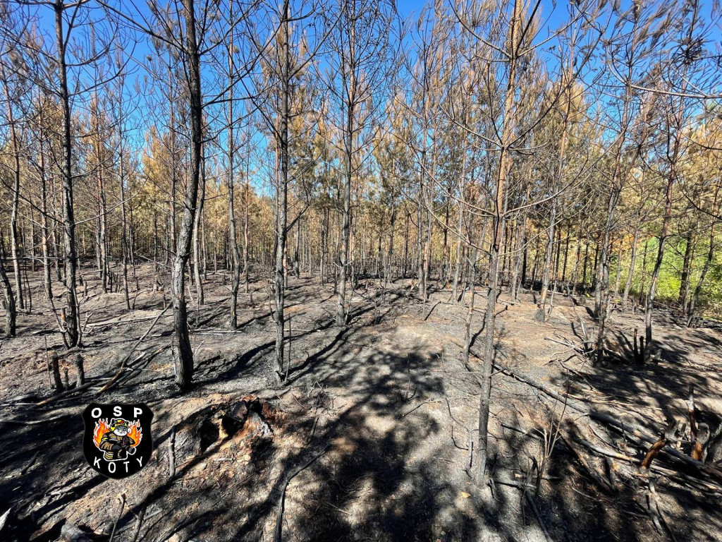 Rano w Tworogu wybuchł pożar lasu