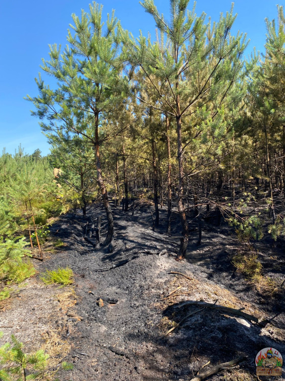 Rano w Tworogu wybuchł pożar lasu