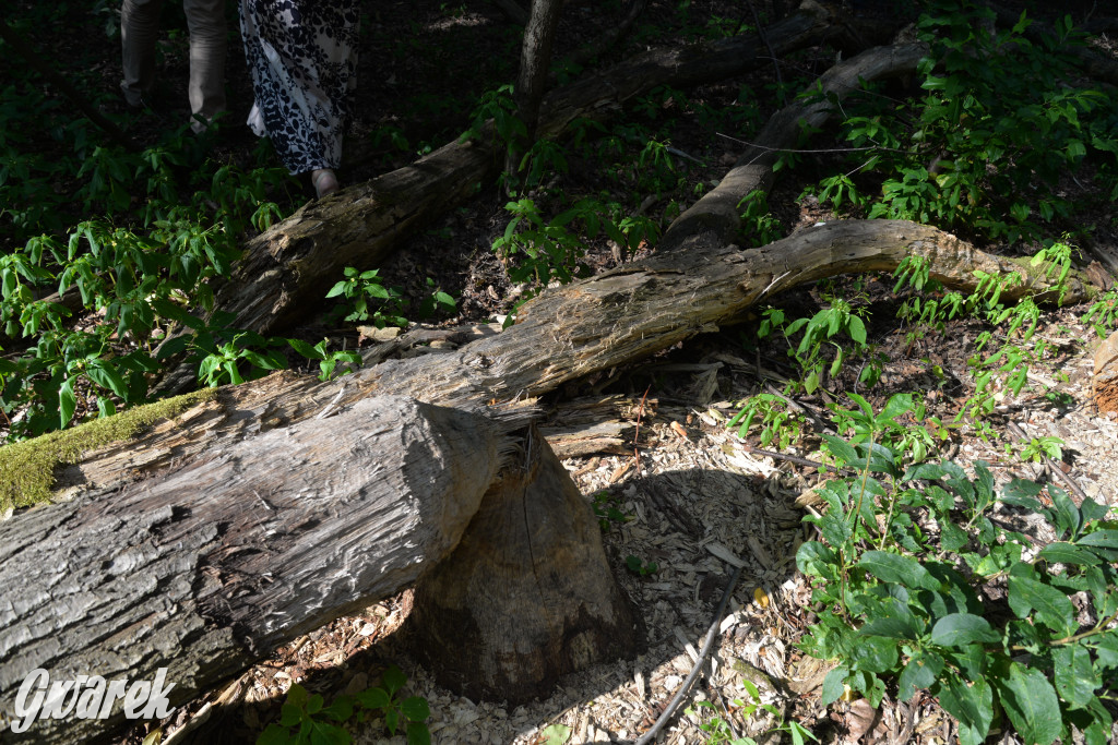 Była jak potępiona. Spacer po...