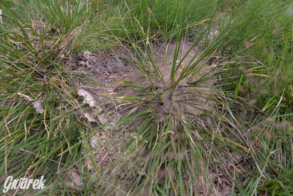 Była jak potępiona. Spacer po...