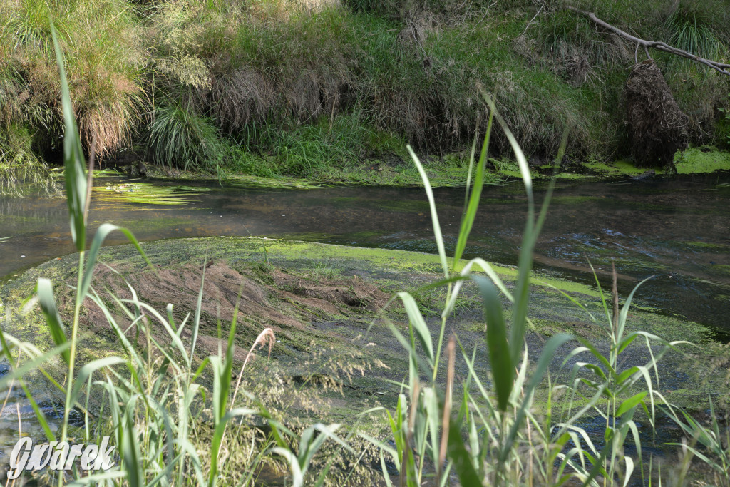 Była jak potępiona. Spacer po...