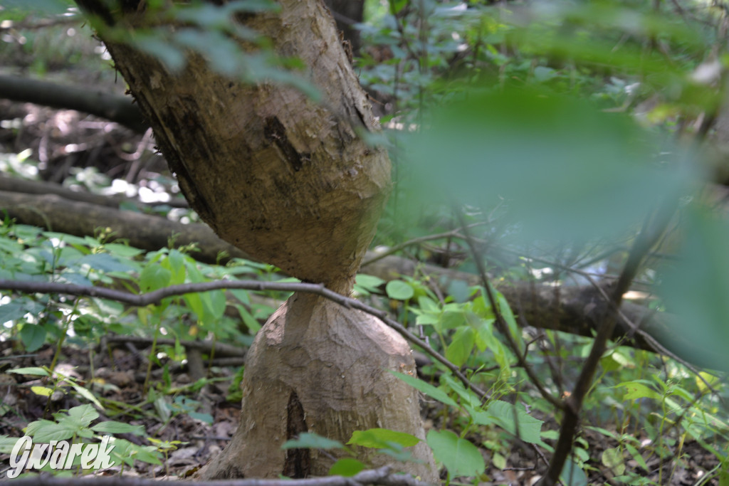 Była jak potępiona. Spacer po...