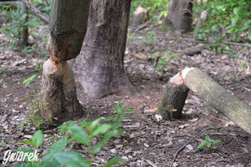 Była jak potępiona. Spacer po...