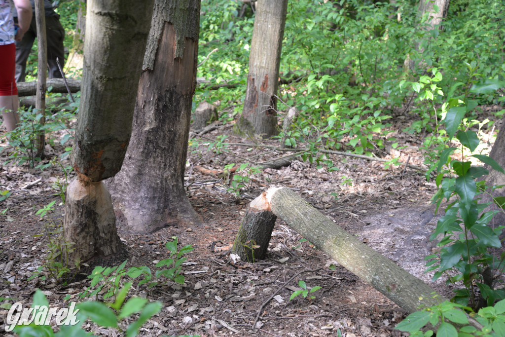 Była jak potępiona. Spacer po...