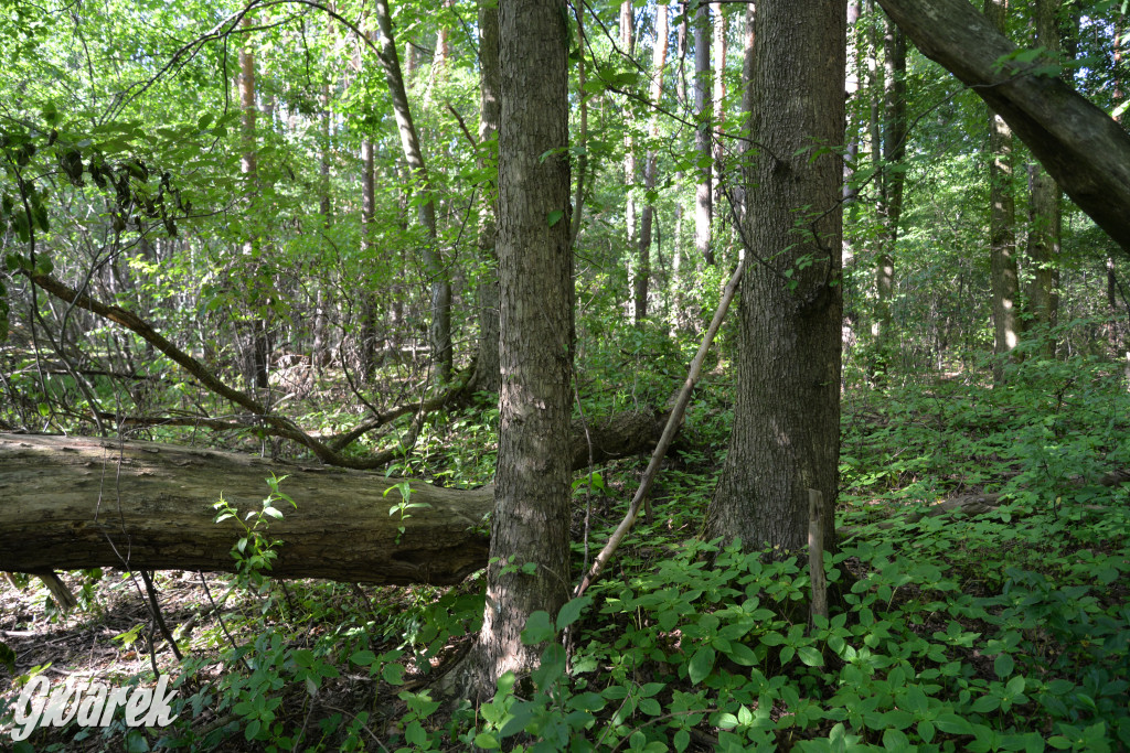Była jak potępiona. Spacer po...