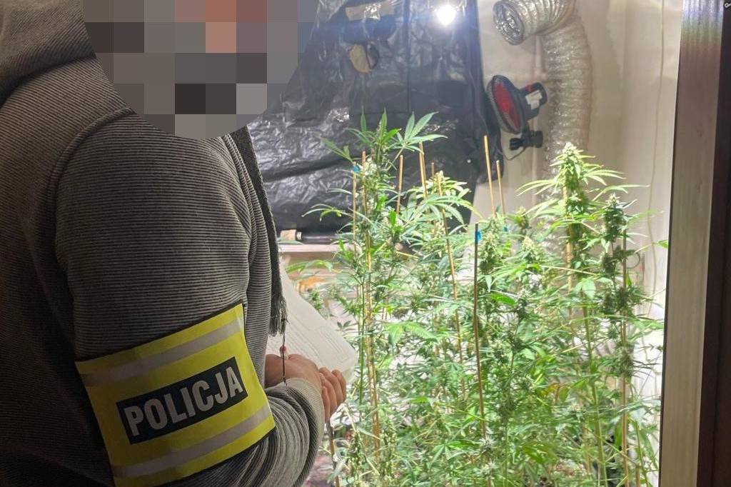 Plantator marihuany z Kalet