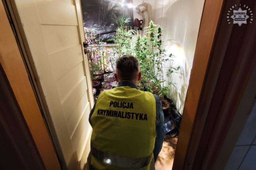 Plantator marihuany z Kalet