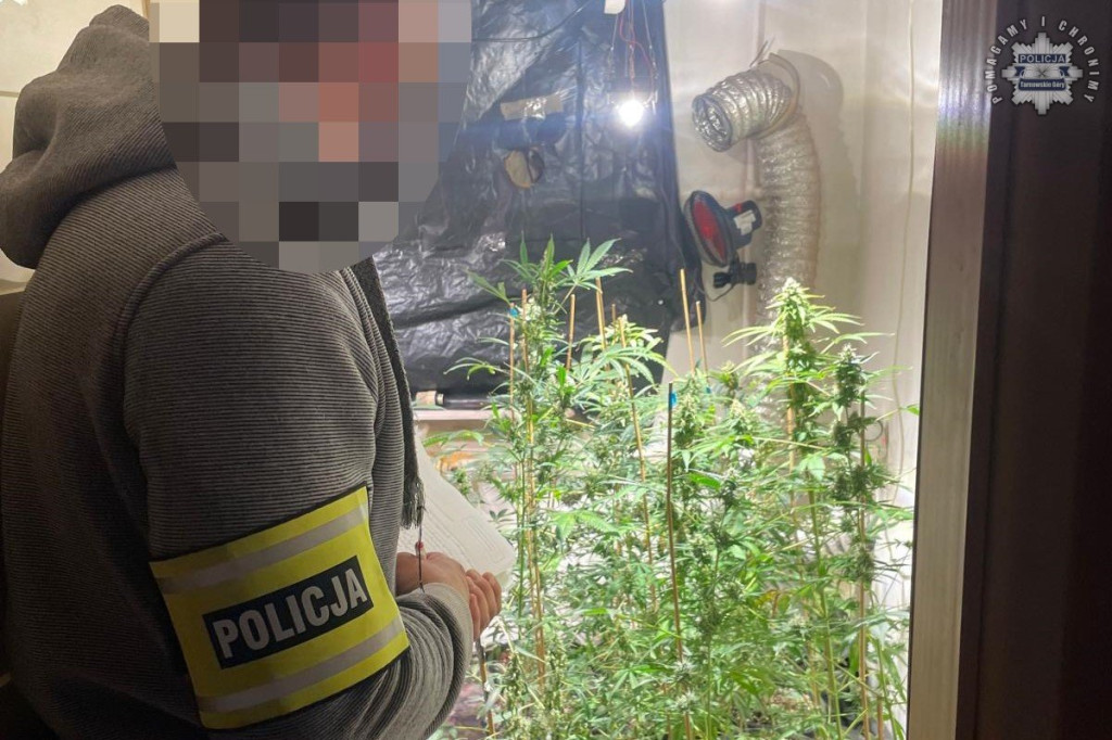 Plantator marihuany z Kalet