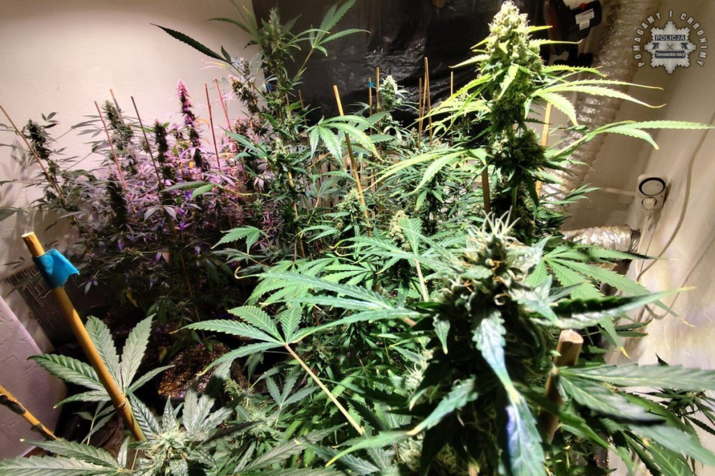 Plantator marihuany z Kalet